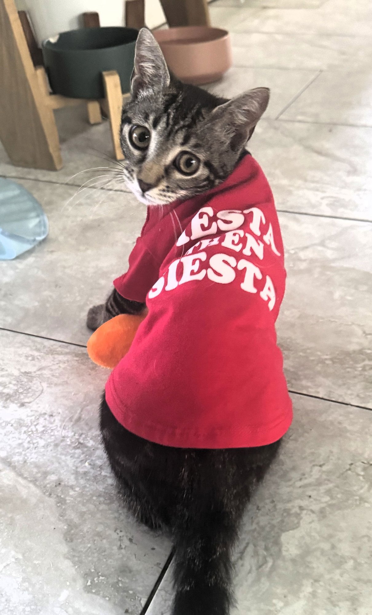 LAFFY TAFFY - Domestic Short Hair / Tabby available for adoption