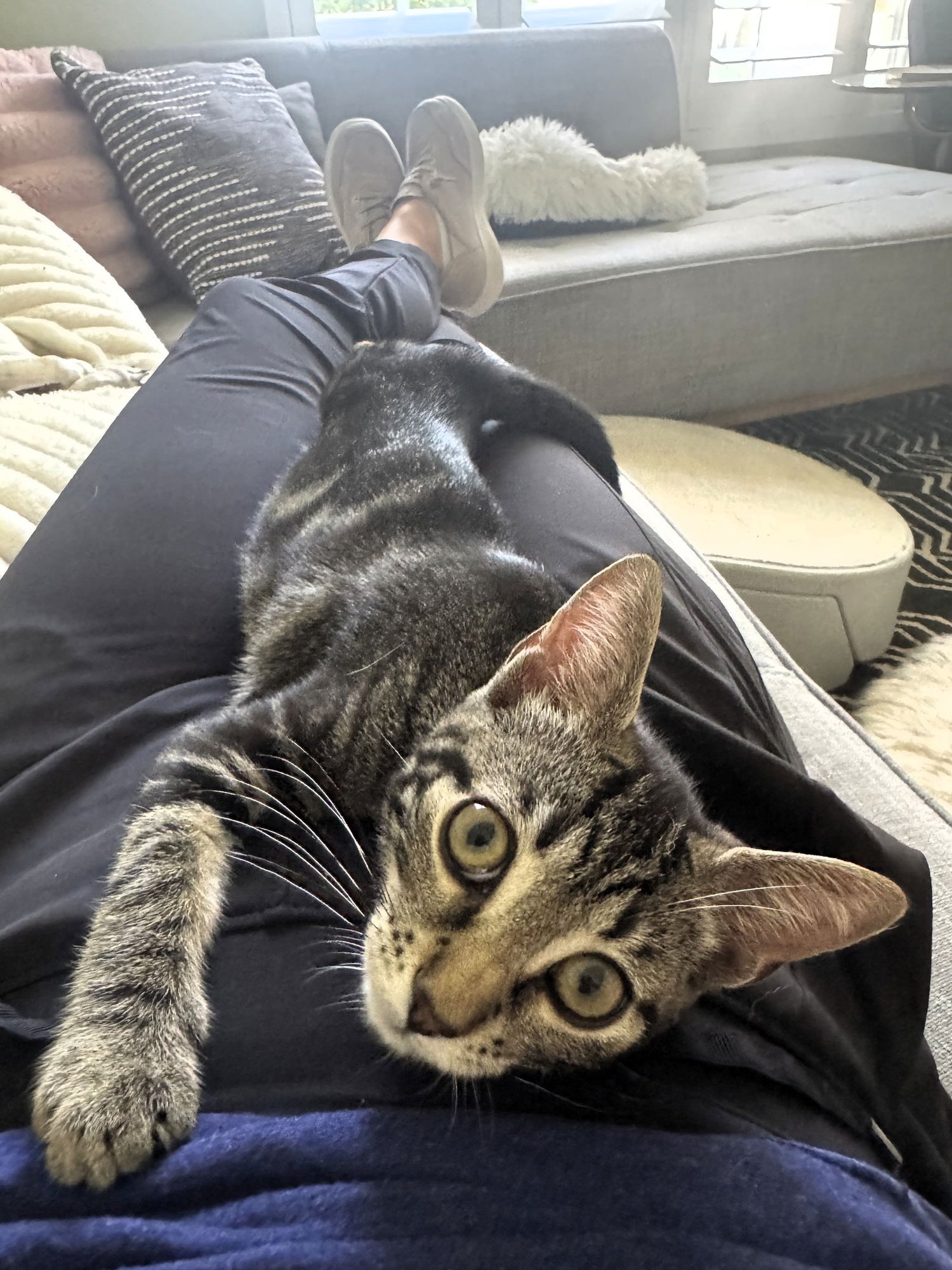 LAFFY TAFFY - Domestic Short Hair / Tabby available for adoption