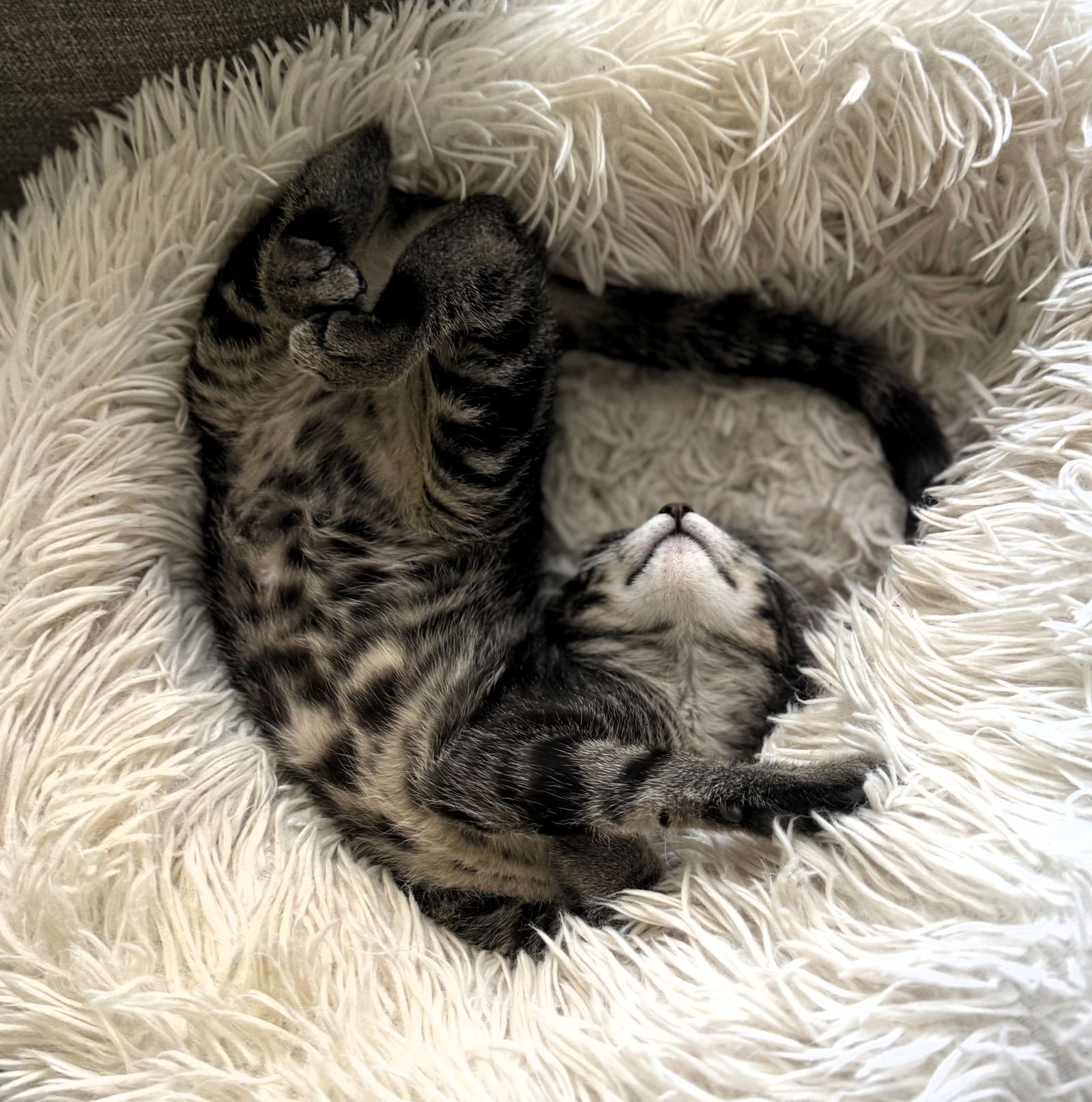 Laffy Taffy - Photo 4