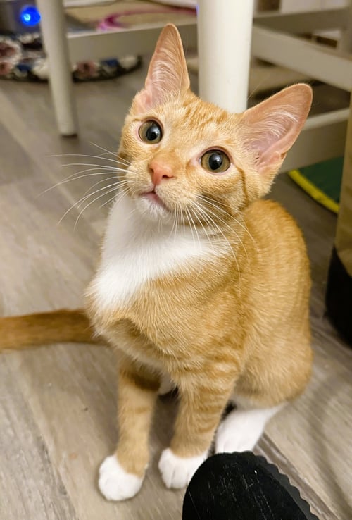 ZITI - Domestic Short Hair / Tabby for adoption in Fort Lauderdale