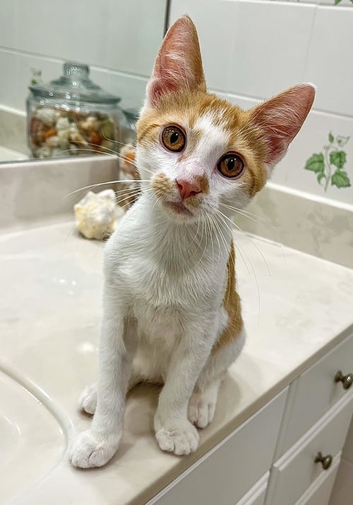 LAKITU - Domestic Short Hair for adoption in Boca Raton
