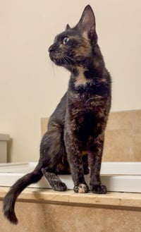 Nora - Photo 3