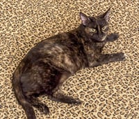Nora - Photo 2