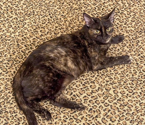 NORA - Tortoiseshell available for adoption