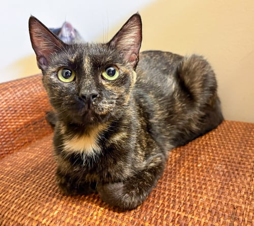 NORA - Tortoiseshell available for adoption