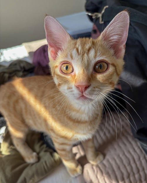GEORGE WEASLEY - Domestic Short Hair / Tabby available for adoption