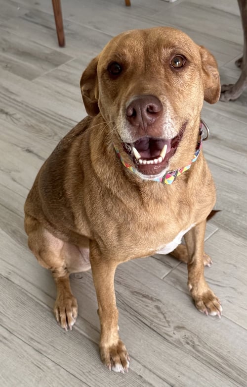 ANNA - Vizsla available for adoption
