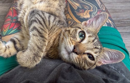 MEMPHIS - Domestic Short Hair / Tabby for adoption in Deerfield Beach