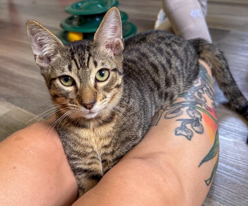 PHOENIX - Domestic Short Hair / Tabby for adoption in Deerfield Beach