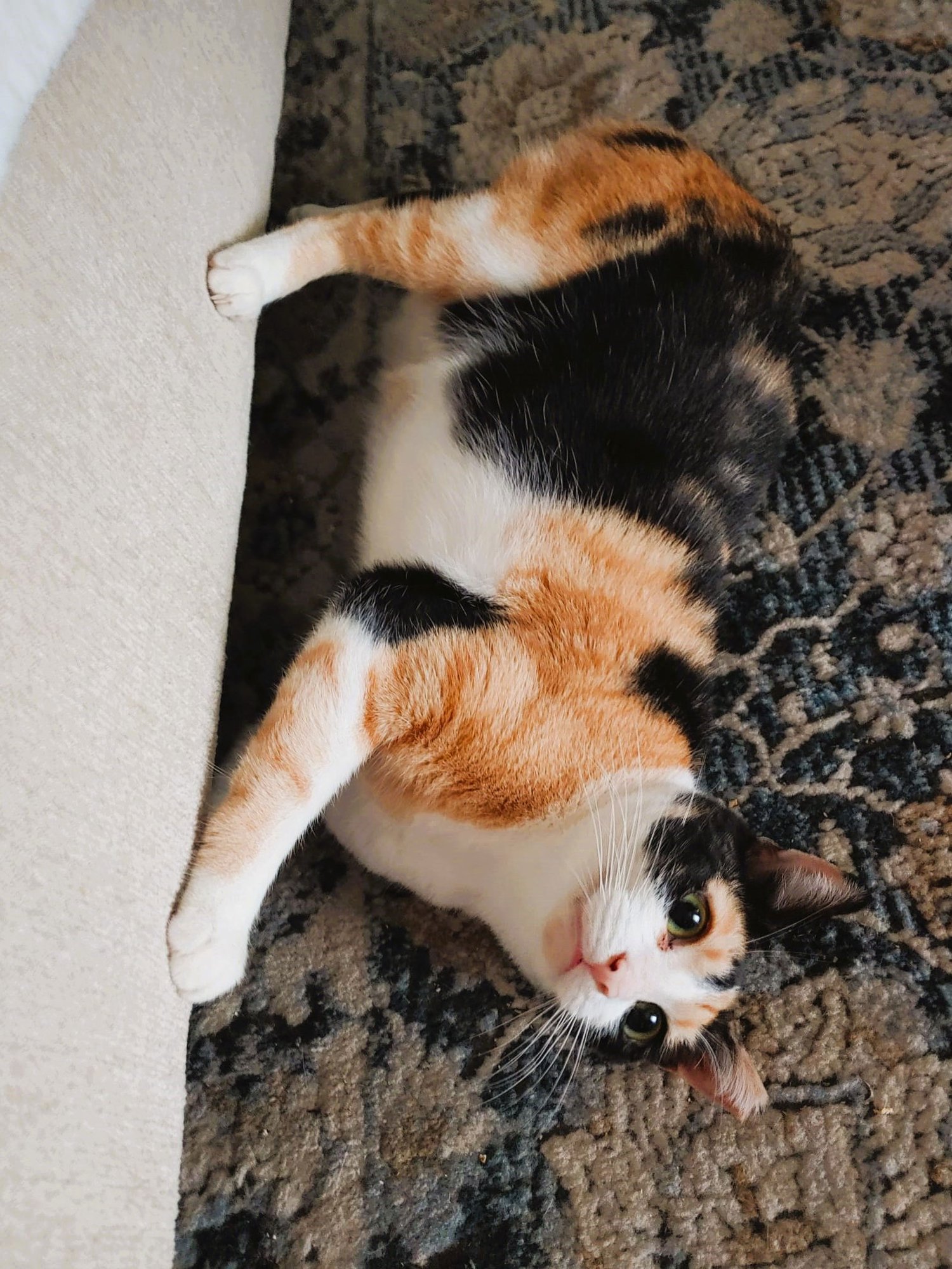 CINNAMON - Calico available for adoption