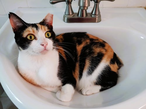 CINNAMON - Calico available for adoption