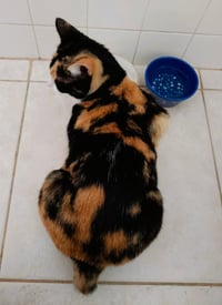 Cinnamon - Photo 4