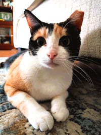 Cinnamon - Photo 3
