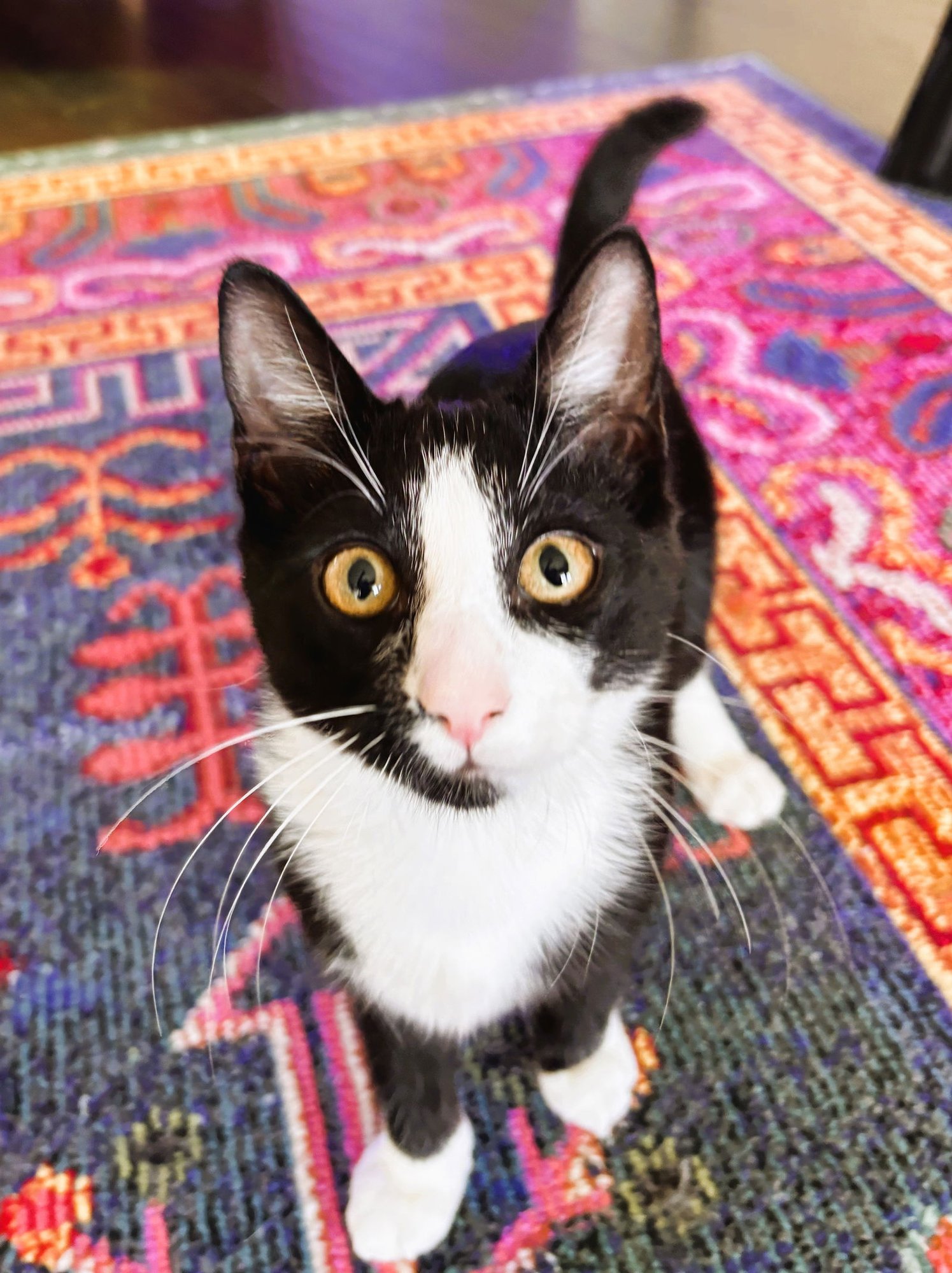 LARRY - Domestic Short Hair / Tuxedo available for adoption