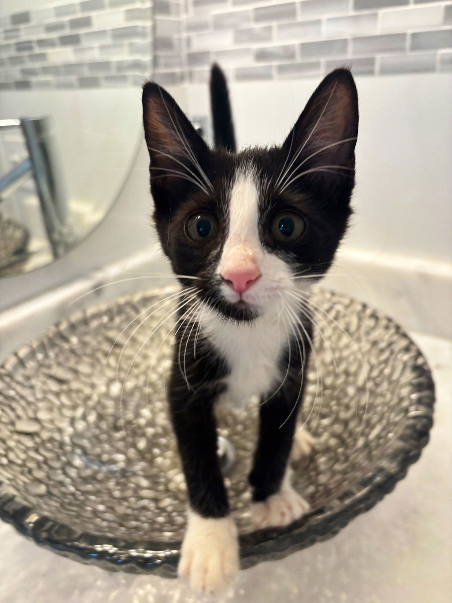 LARRY - Domestic Short Hair / Tuxedo available for adoption