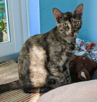 Tigra - Photo 1