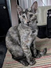 Tigra - Photo 2