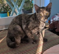 Tigra - Photo 3