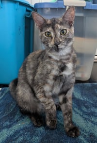 Tigra - Photo 4