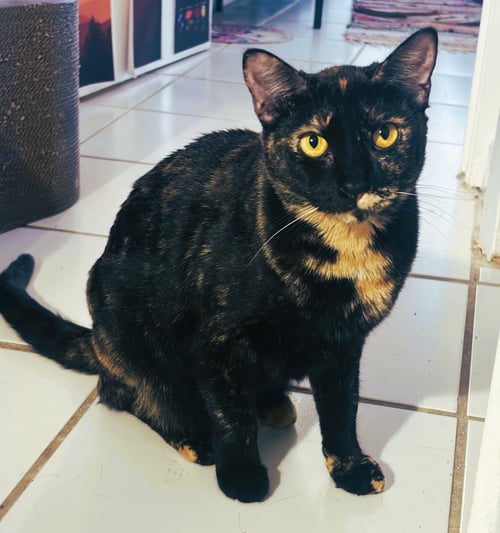 TOPAZ - Tortoiseshell / Domestic Short Hair available for adoption