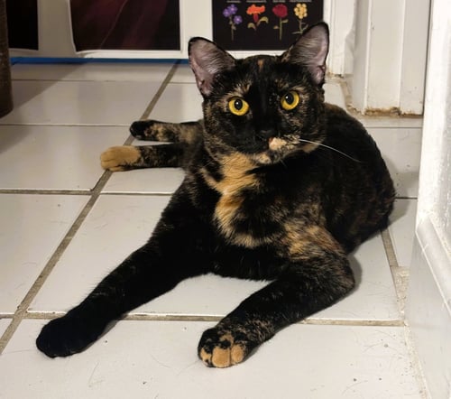 TOPAZ - Tortoiseshell / Domestic Short Hair available for adoption