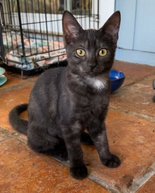 ORZO - Domestic Short Hair / Tabby available for adoption
