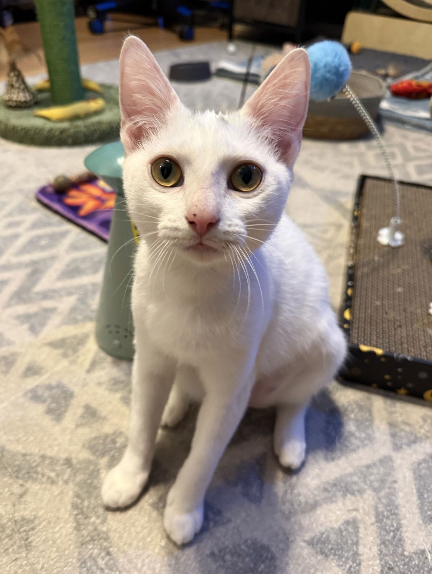 ELEONORA - Domestic Short Hair for adoption in Boca Raton