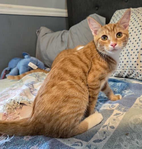 DROGO - Domestic Short Hair / Tabby available for adoption