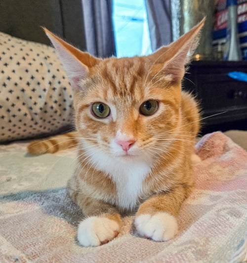 DROGO - Domestic Short Hair / Tabby available for adoption
