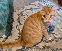 Drogo - Photo 3