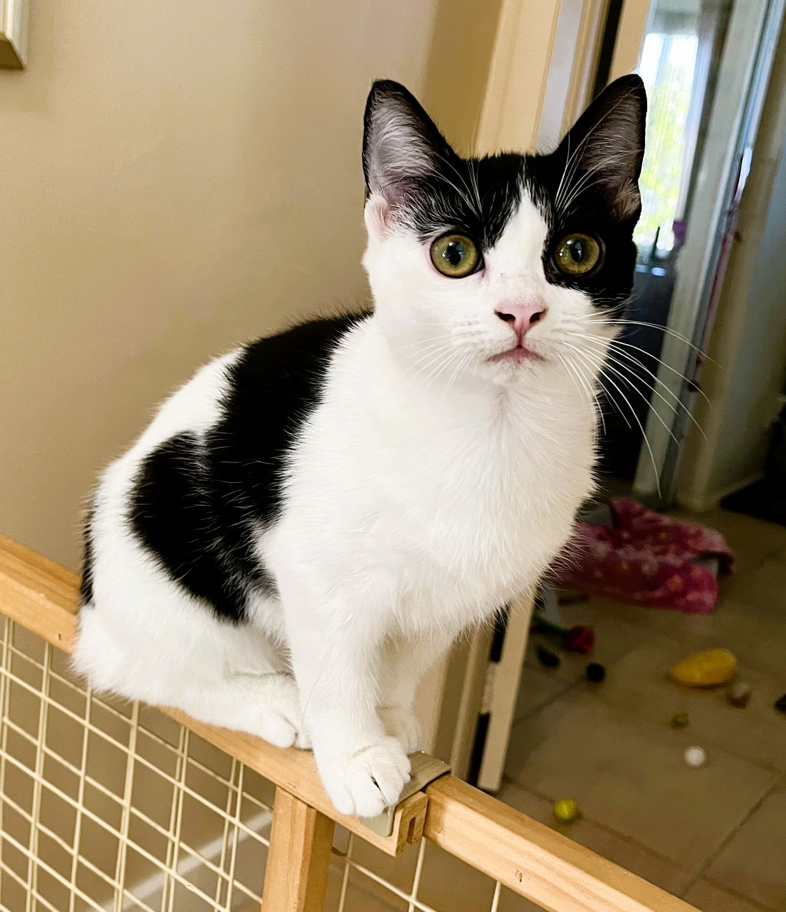 KAIA - Domestic Short Hair available for adoption