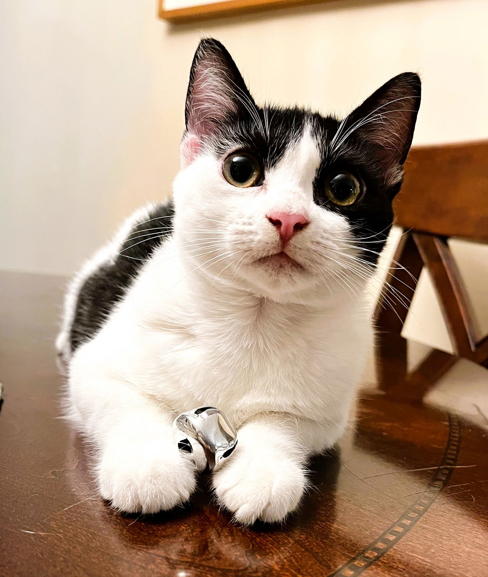 KAIA - Domestic Short Hair available for adoption