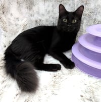 Shuri - Photo 4