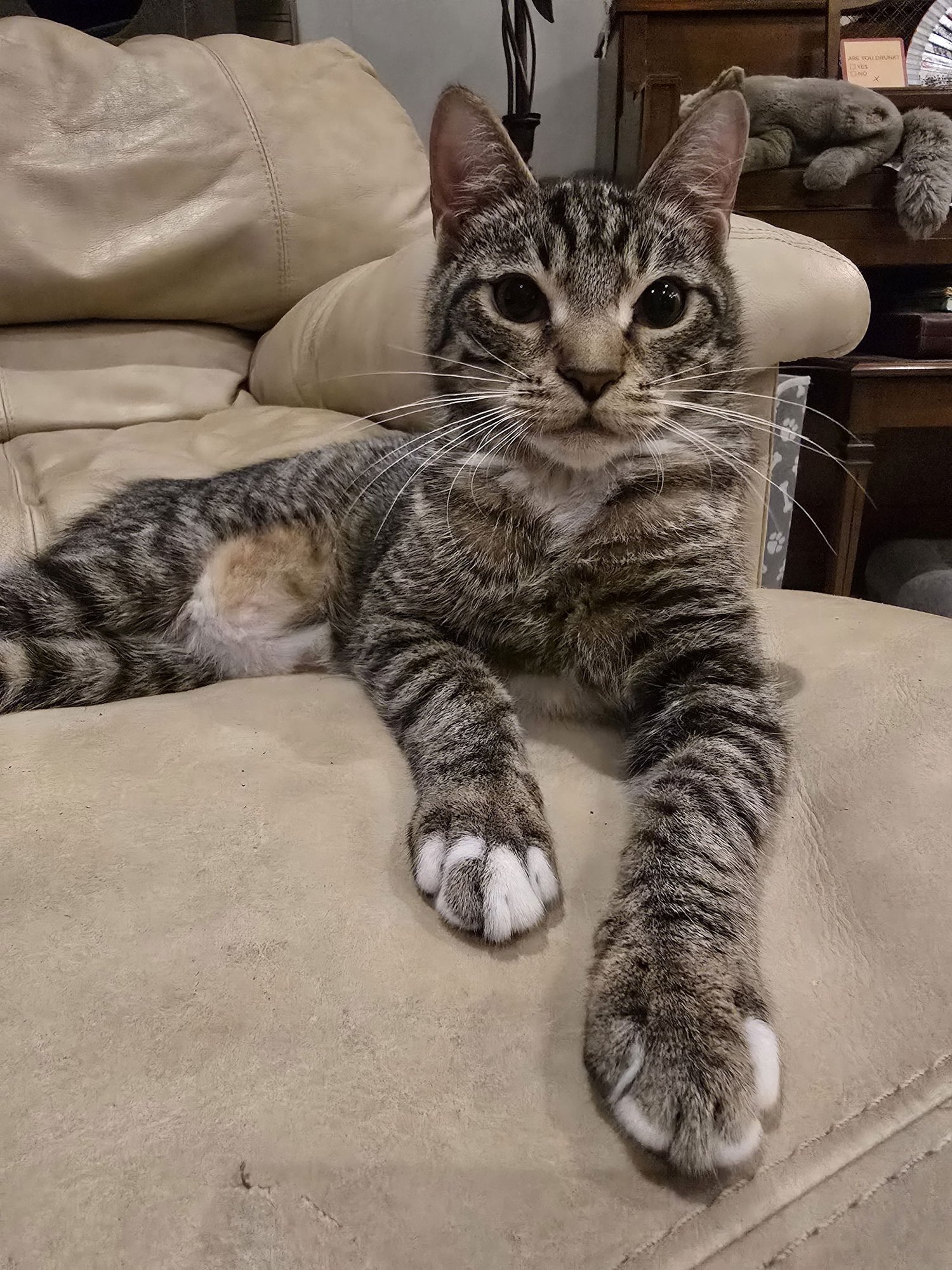 ROADIE - Domestic Short Hair / Tabby available for adoption