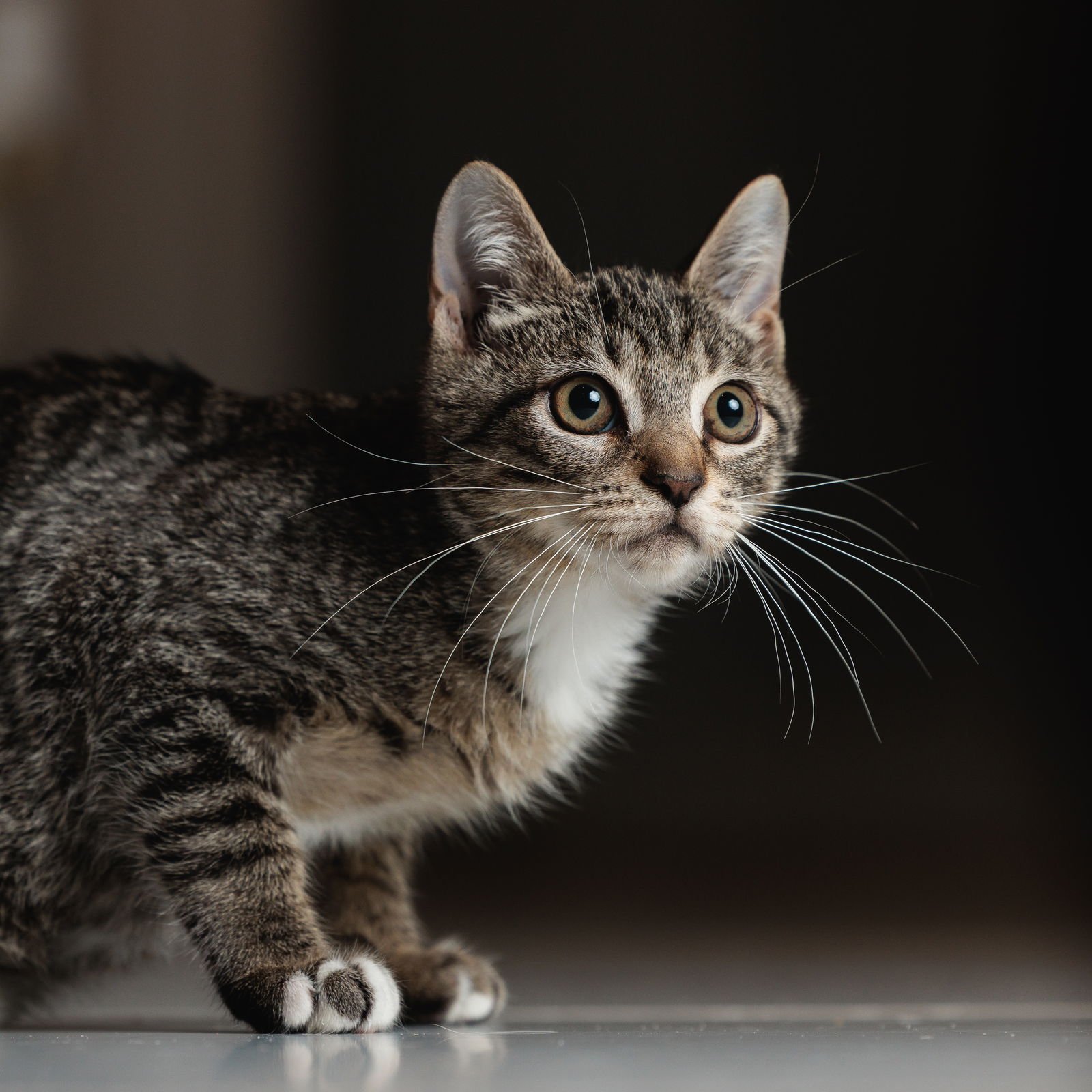 ROADIE - Domestic Short Hair / Tabby available for adoption