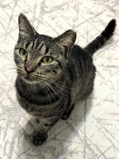 JAZZY - Tabby / Domestic Short Hair for adoption in Fort Lauderdale