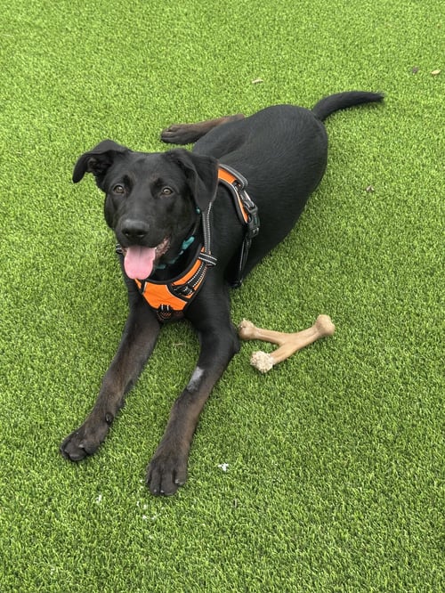 ARDEN - Black Labrador Retriever for adoption in Boca Raton