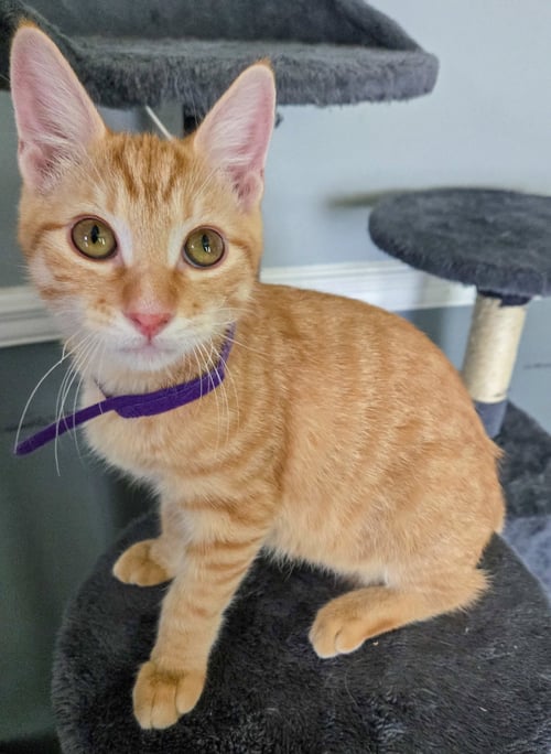 LANNISTER - Domestic Short Hair / Tabby available for adoption