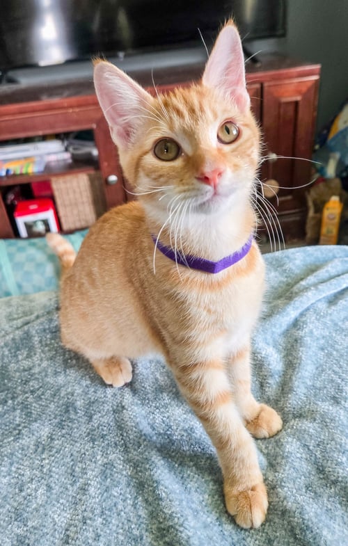 LANNISTER - Domestic Short Hair / Tabby available for adoption