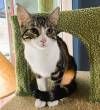 Frannie - Photo 1