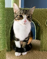 Frannie - Photo 3