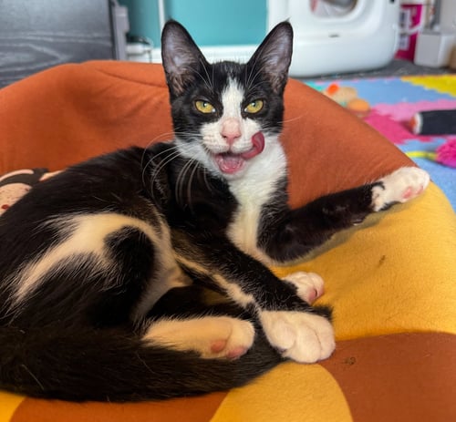 PARMIDA - Domestic Short Hair / Tuxedo available for adoption
