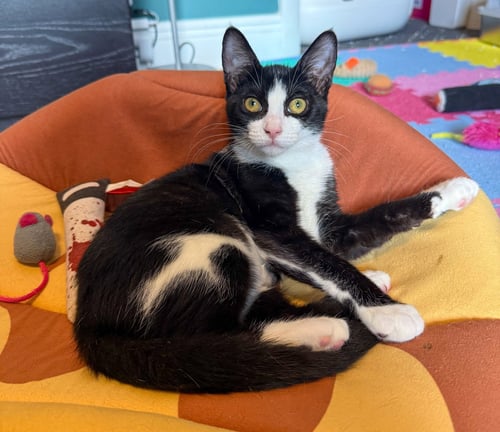 PARMIDA - Domestic Short Hair / Tuxedo available for adoption
