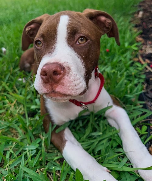 ARNOLD - American Pit Bull Terrier / American Bulldog for adoption in Miramar