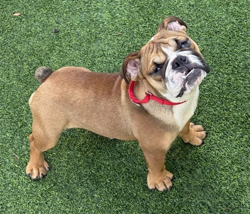 BRAYDEE - English Bulldog available for adoption