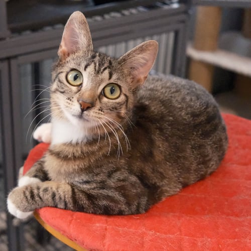 GLITTER - Domestic Short Hair / Tabby for adoption in Boca Raton