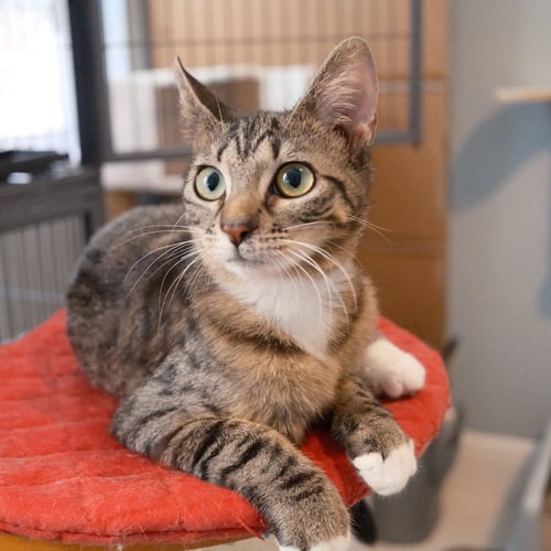 GLITTER - Domestic Short Hair / Tabby available for adoption