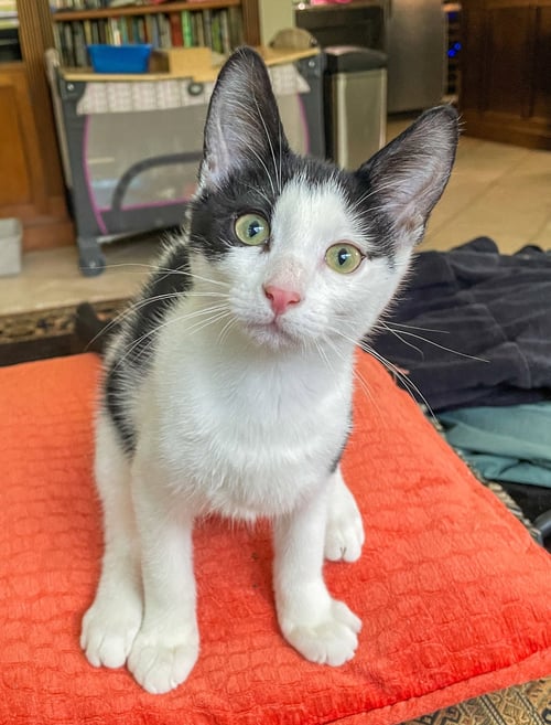 ROY - Domestic Short Hair available for adoption