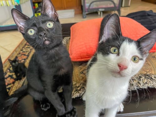 ROY - Domestic Short Hair available for adoption