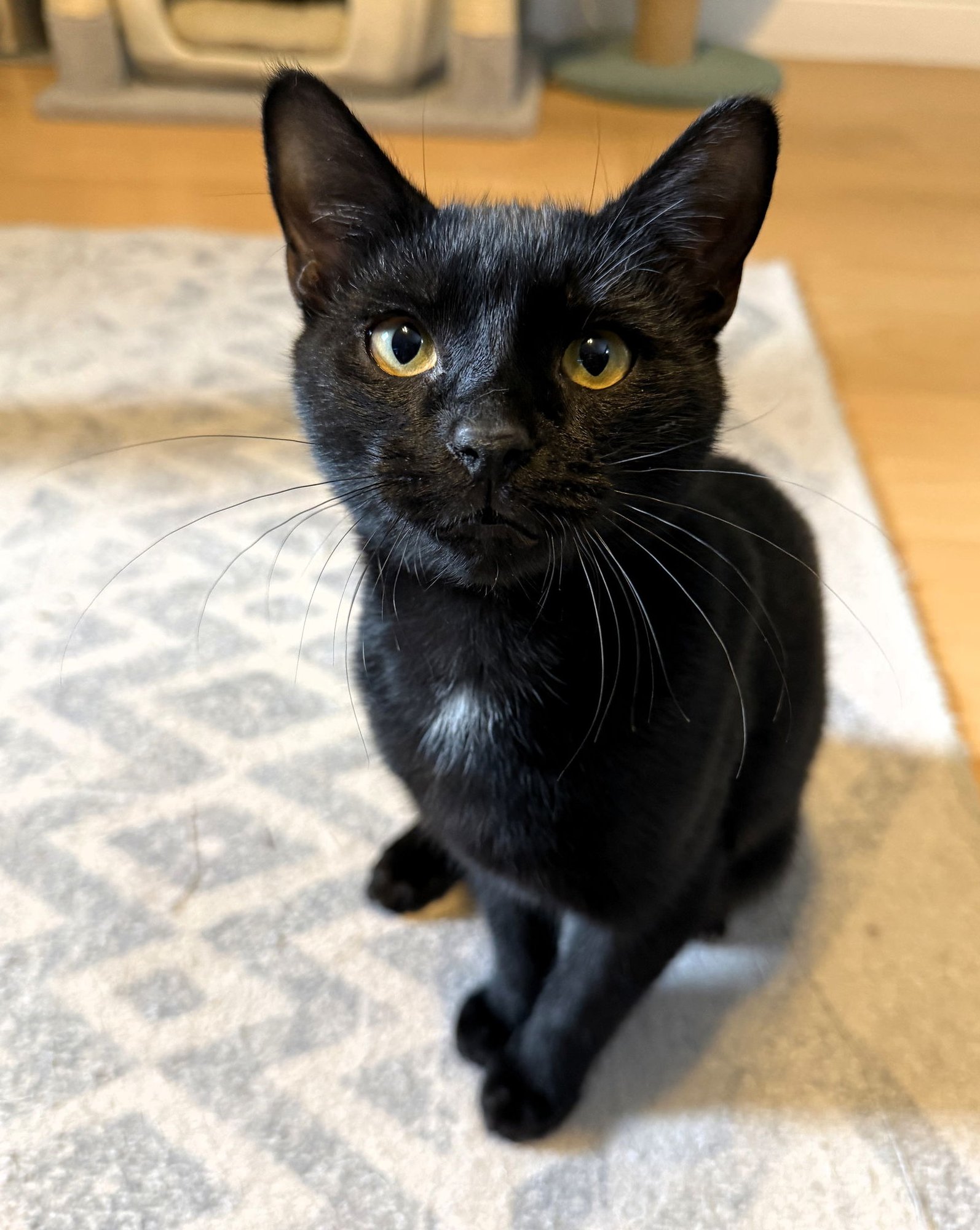 POE - Domestic Short Hair available for adoption